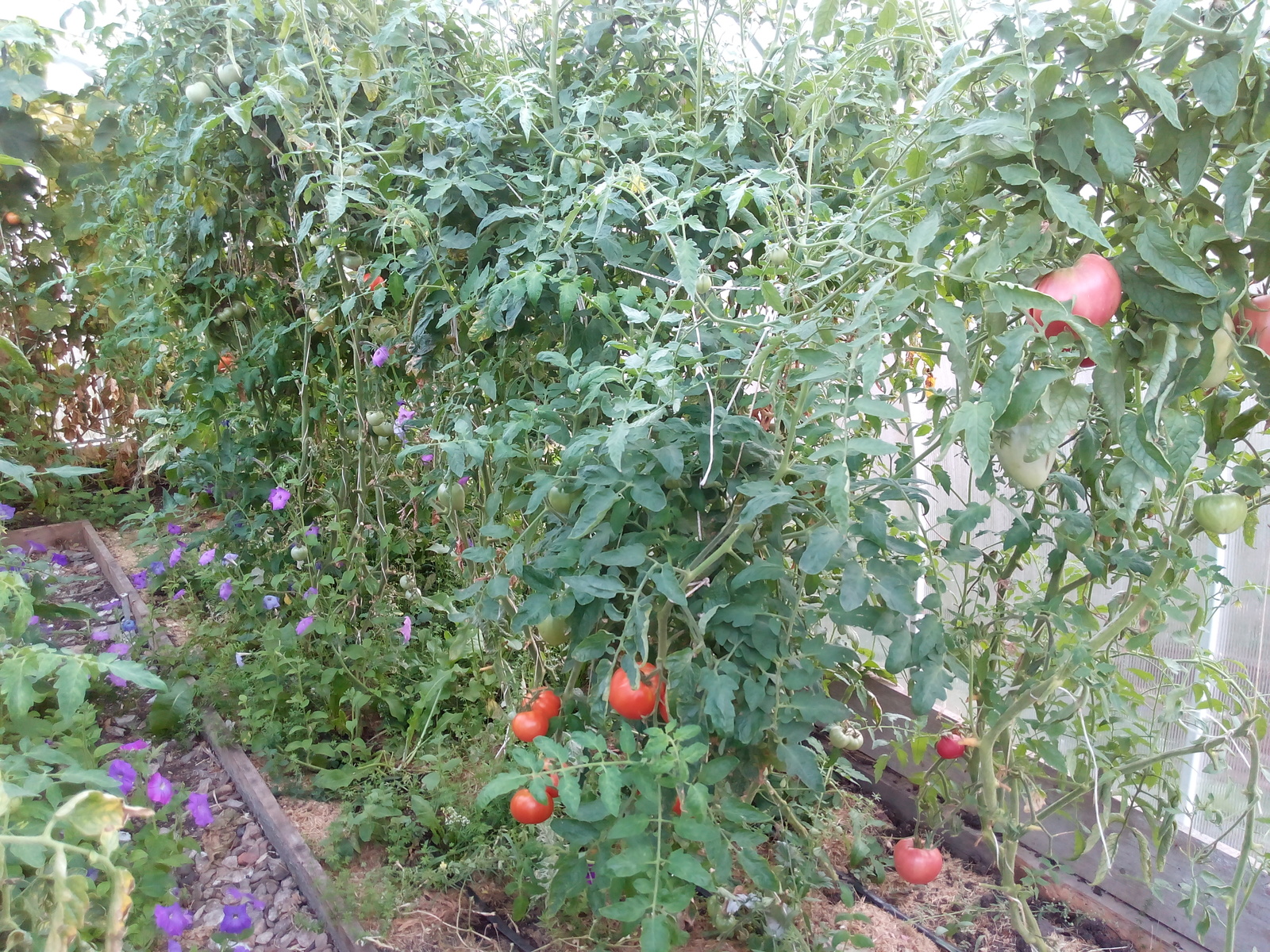 When I saved a piece of summer - My, Autumn, Greenhouse, Tomatoes, Photo, Food, Longpost