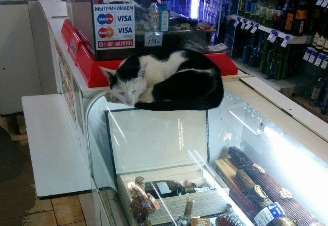 Fluffy cashier - cat, Score