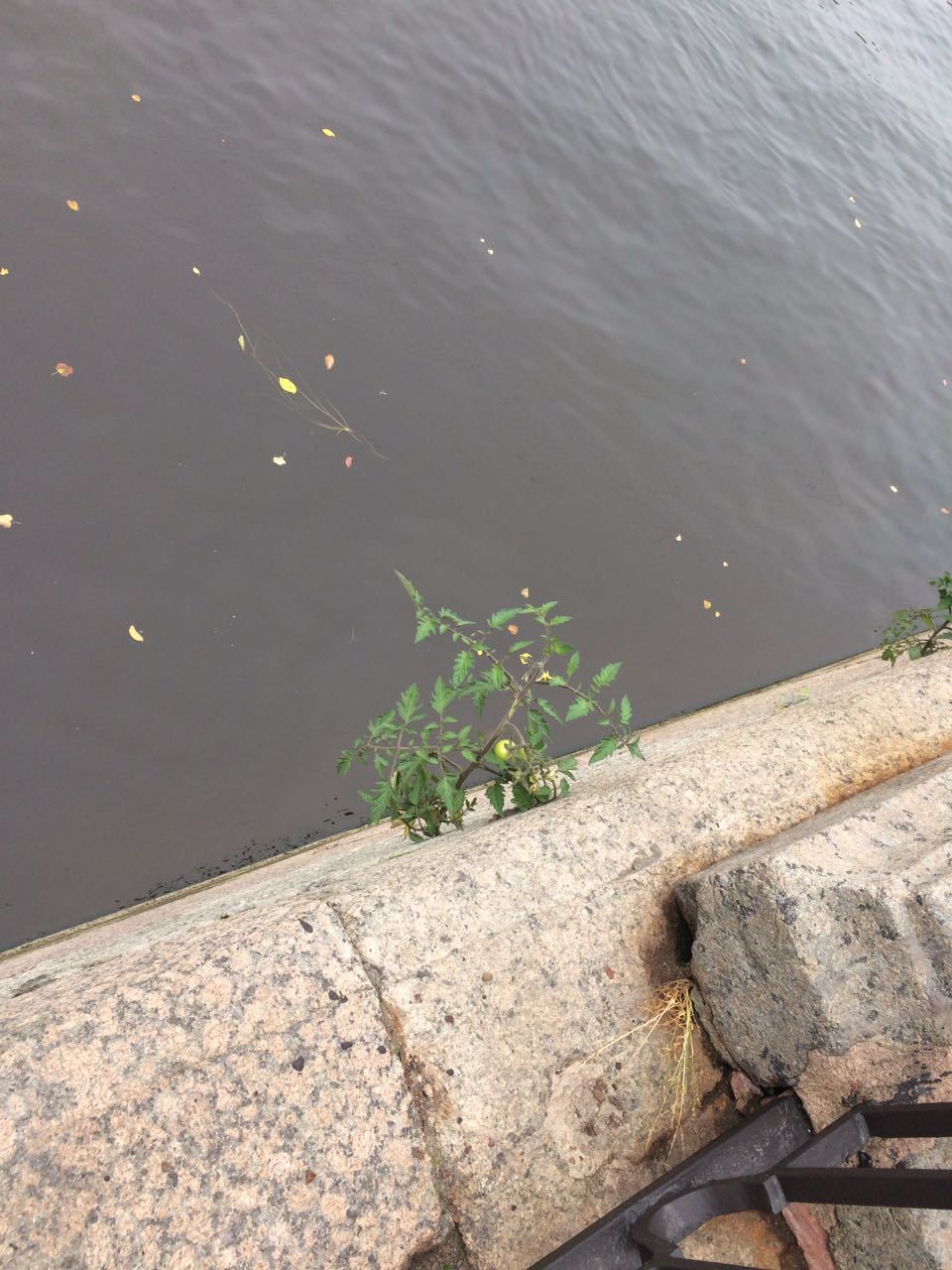 Tomatoes have grown on the Fontanka in St. Petersburg - Saint Petersburg, Tomatoes, Fontanka, Longpost