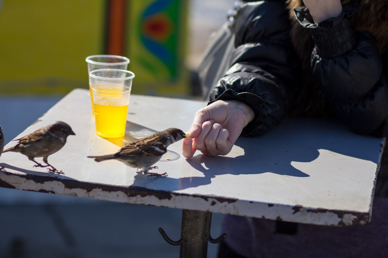 Is there anything to eat? - My, Sparrow, Autumn, Food