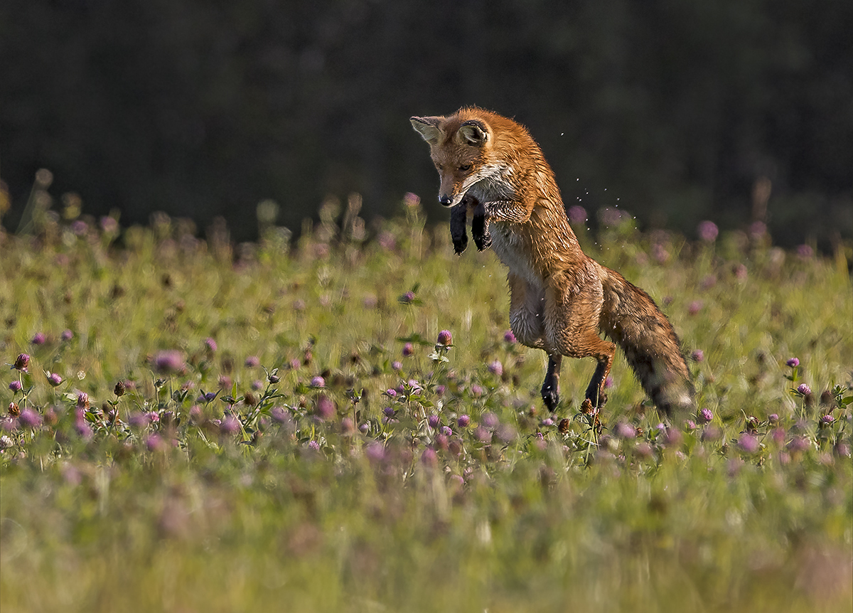 morning hunt - Fox, Bounce, Dew, Not mine, Summer, Longpost