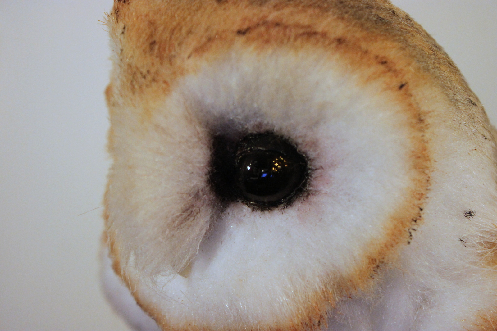 Fur owlet - My, Owl, Longpost, My, Barn owl, Handmade