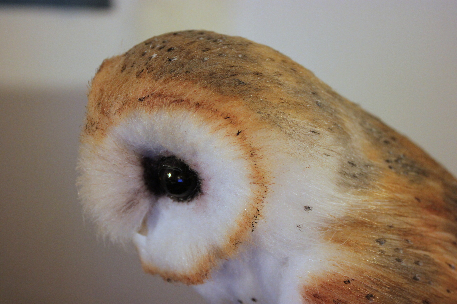 Fur owlet - My, Owl, Longpost, My, Barn owl, Handmade