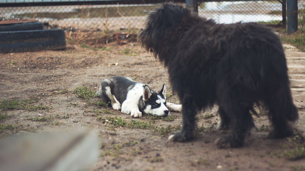 Husky Sam (Samuel L. Jackson) and Shaggy - My, Husky, 