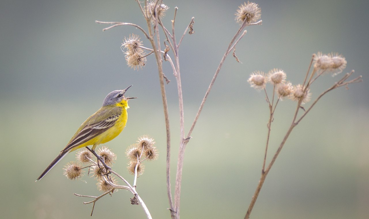 Some birds #2 - My, Birds, Photo, Photo hunting, Longpost, , , Canon 60d, Tamron