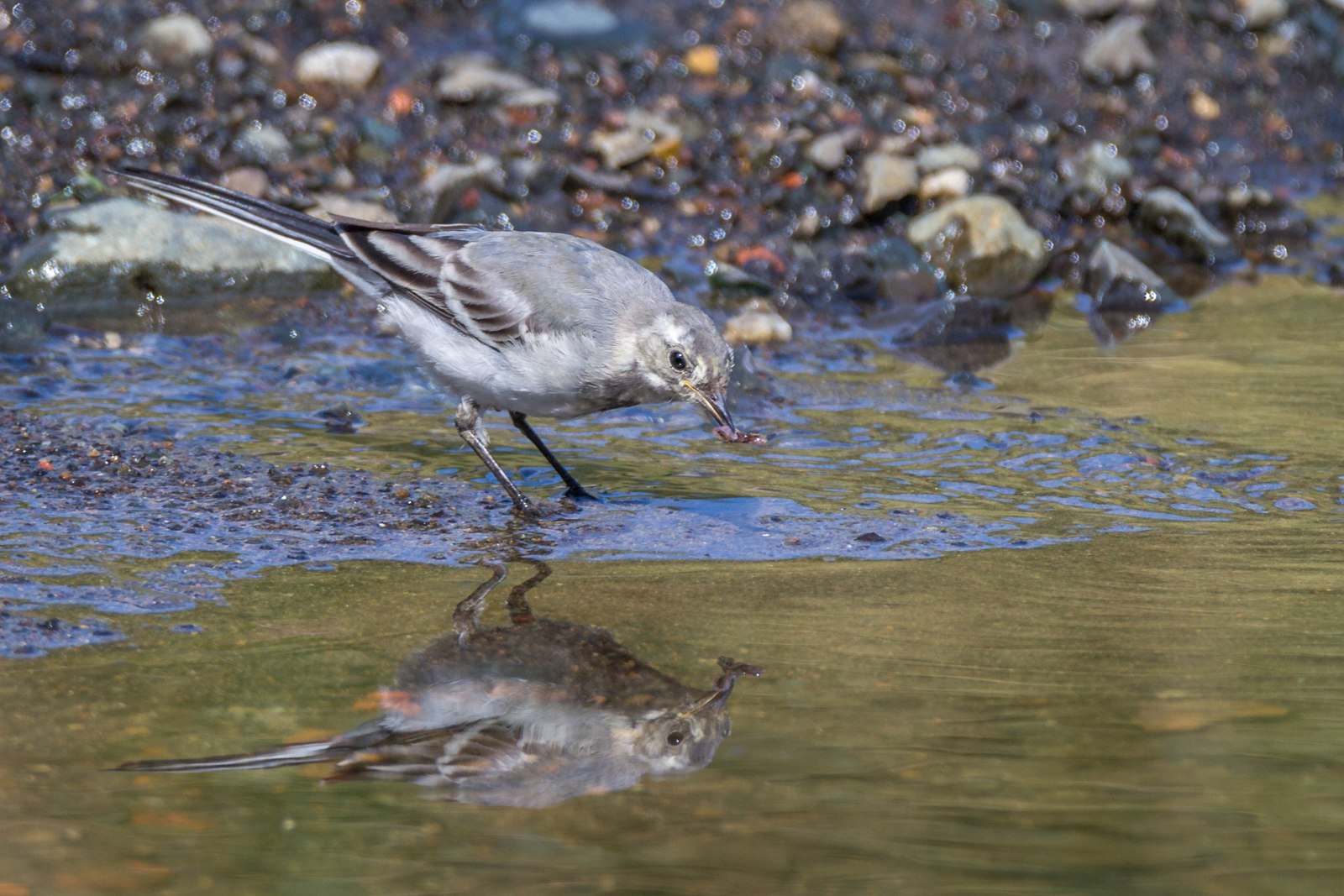 Some birds #2 - My, Birds, Photo, Photo hunting, Longpost, , , Canon 60d, Tamron