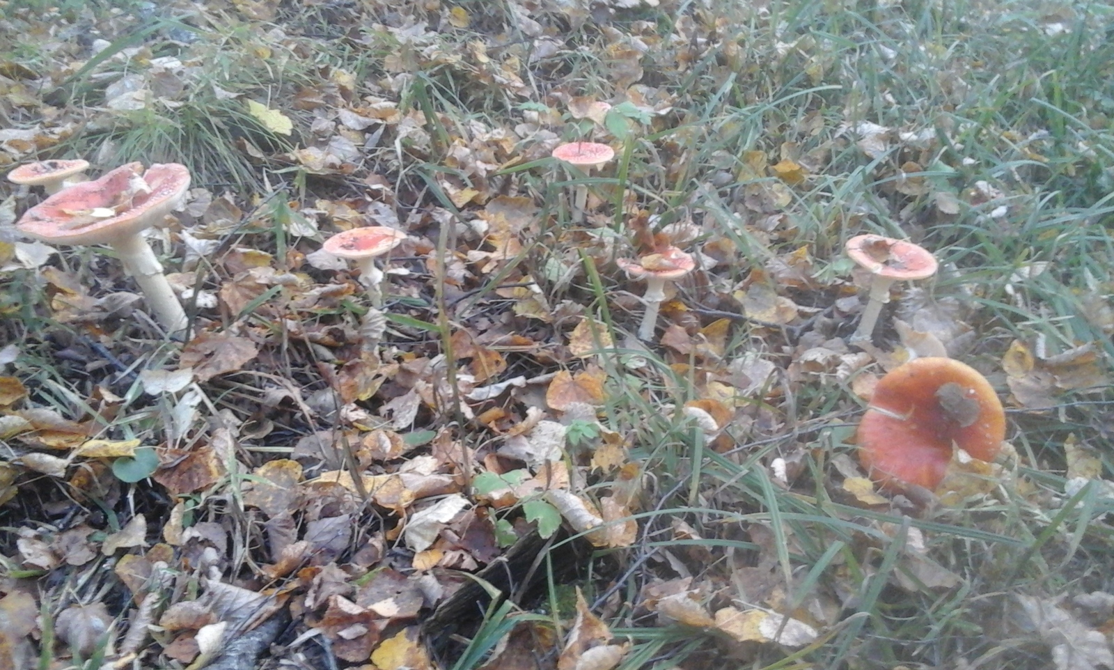 Mmm. - My, Autumn, Toadstool