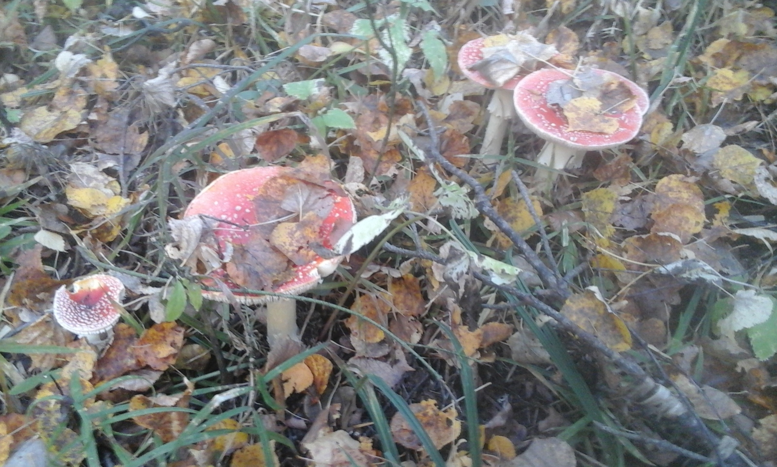 Mmm. - My, Autumn, Toadstool