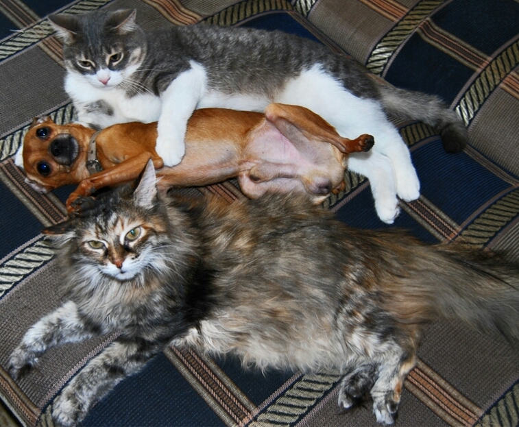 Hostage - Photo, cat, Dog