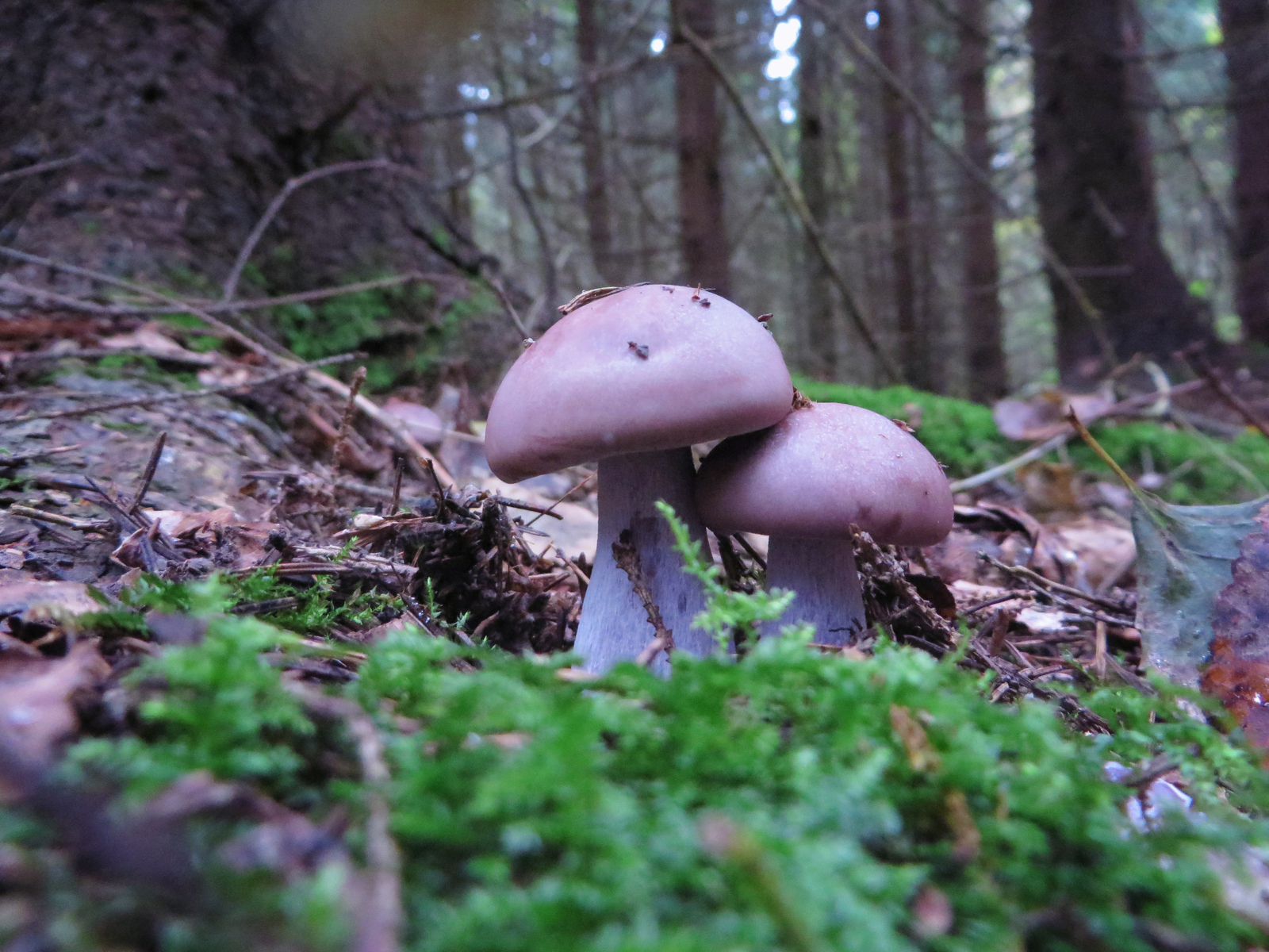 Фиолетовая рядовка гриб фото