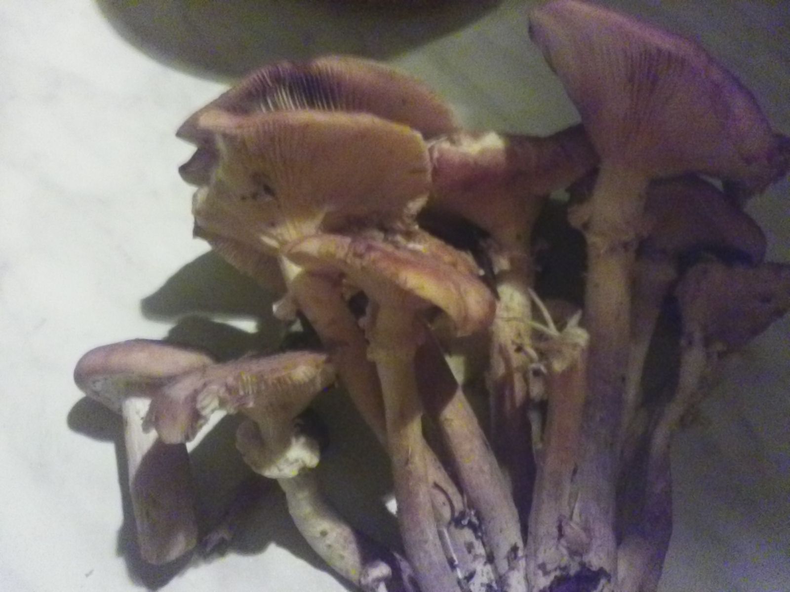 Honey mushrooms edible or false? - Mushrooms, Honey mushrooms