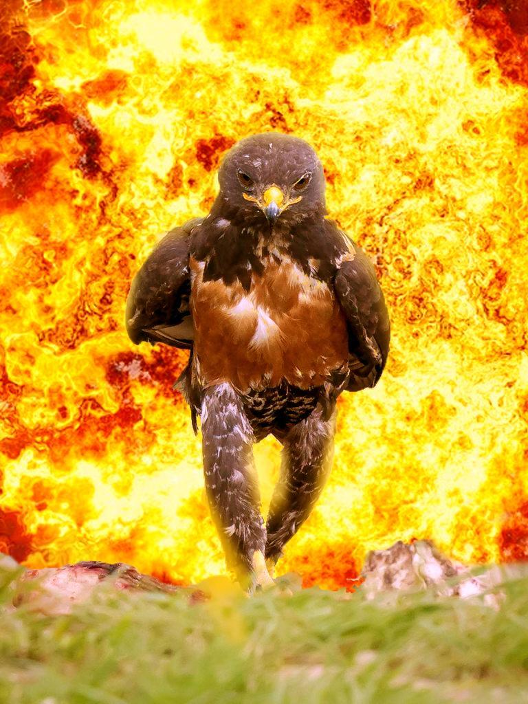 powerful bird - Photo, Eagle, Photoshop, Accordion, Longpost, Repeat