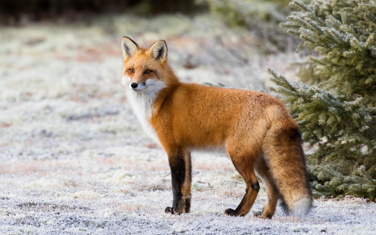 Photogenic fox. - The photo, Fox