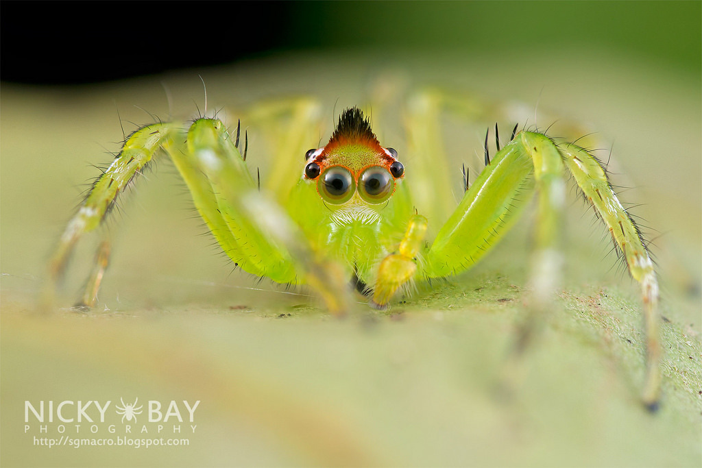 Macro Photos of Singapore's most unusual insects and arachnids. Nicky Bay - Photo, Insects, Macro, Singapore, , Longpost, Arachnophobia, Spider, Macro photography