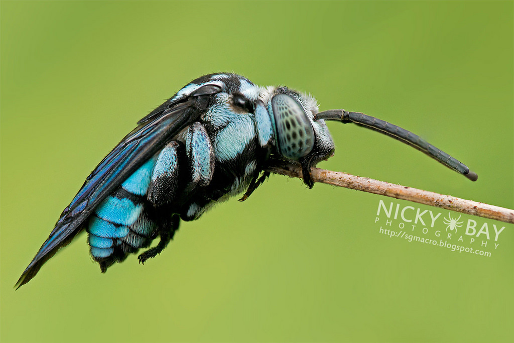 Macro Photos of Singapore's most unusual insects and arachnids. Nicky Bay - Photo, Insects, Macro, Singapore, , Longpost, Arachnophobia, Spider, Macro photography