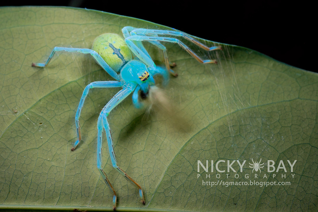 Macro Photos of Singapore's most unusual insects and arachnids. Nicky Bay - Photo, Insects, Macro, Singapore, , Longpost, Arachnophobia, Spider, Macro photography