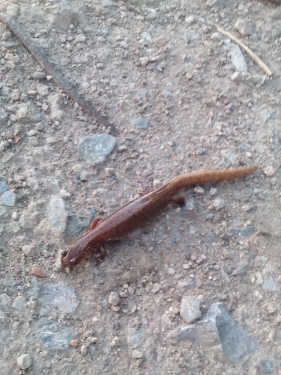 Creature on the street. - My, Scolopendra, Lizard, Creatures, Snake, Wet, Aliens, Question, Longpost