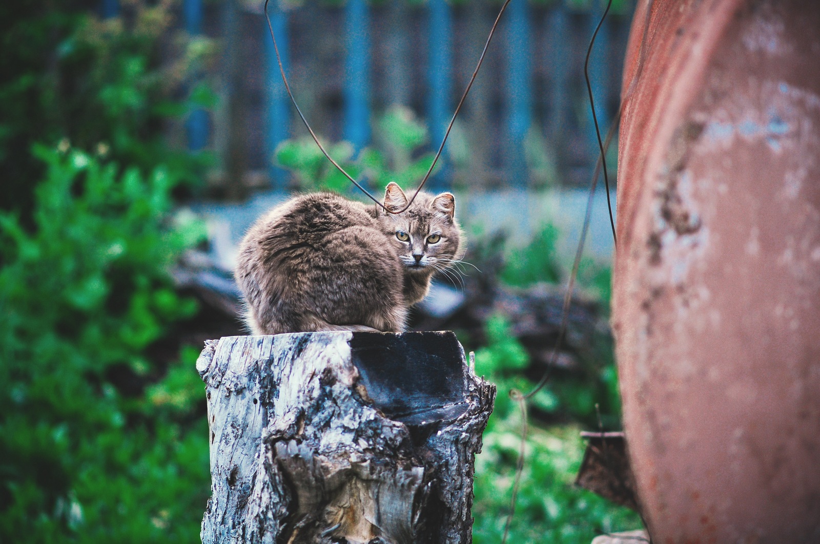 Memory of Murka - My, cat, Dacha, Nikon, Memory, A life