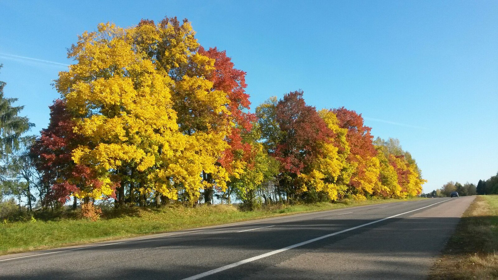 Autumn colors - My, , Republic of Belarus, Nature