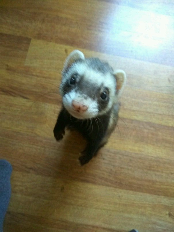 Friend give me a treat - My, Ferret, My, Longpost