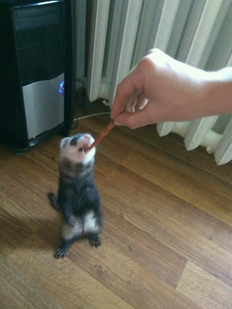 Friend give me a treat - My, Ferret, My, Longpost