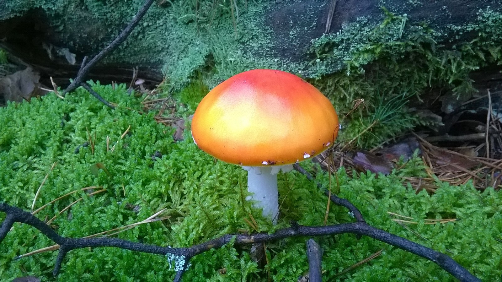 Fly agarics - My, Forest, Mushrooms, Nature, Longpost