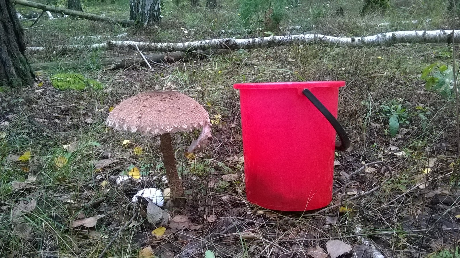 Fly agarics - My, Forest, Mushrooms, Nature, Longpost