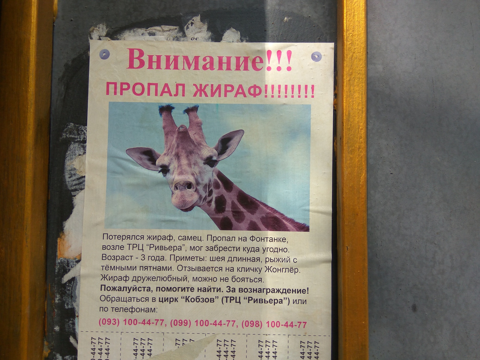 A giraffe ran away in Odessa - My, Giraffe, Zoo, Odessa