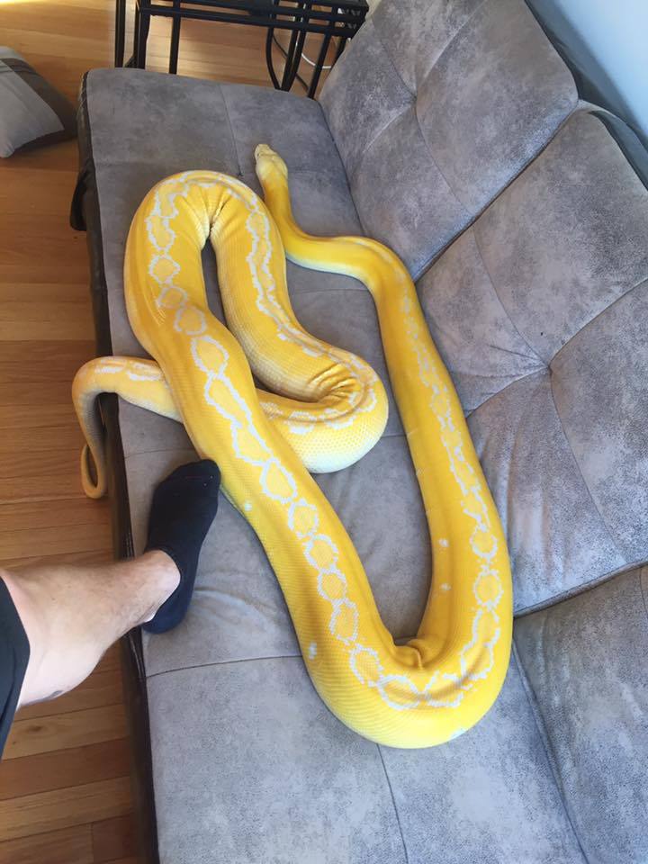 It's okay, it's comfortable on the floor too - Reticulated python, Python, Snake, Sofa