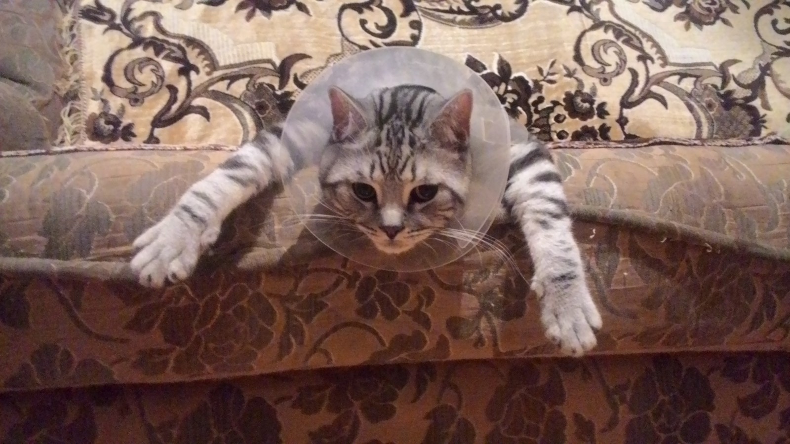 Кот без забот | Пикабу
