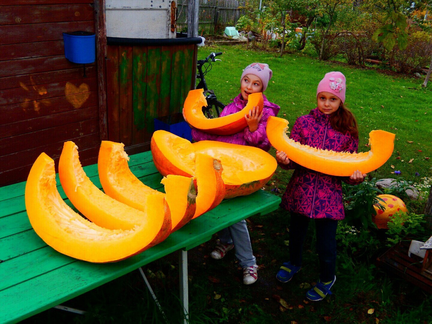 We're having a pumpkin party here! - My, Pumpkin, Harvest, Holidays