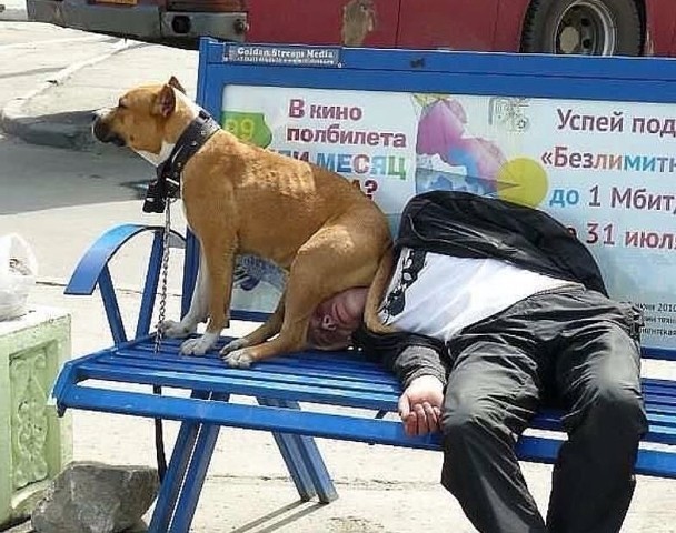 - While the owner is sleeping and I will sit and rest ... - People, Dog, Humor