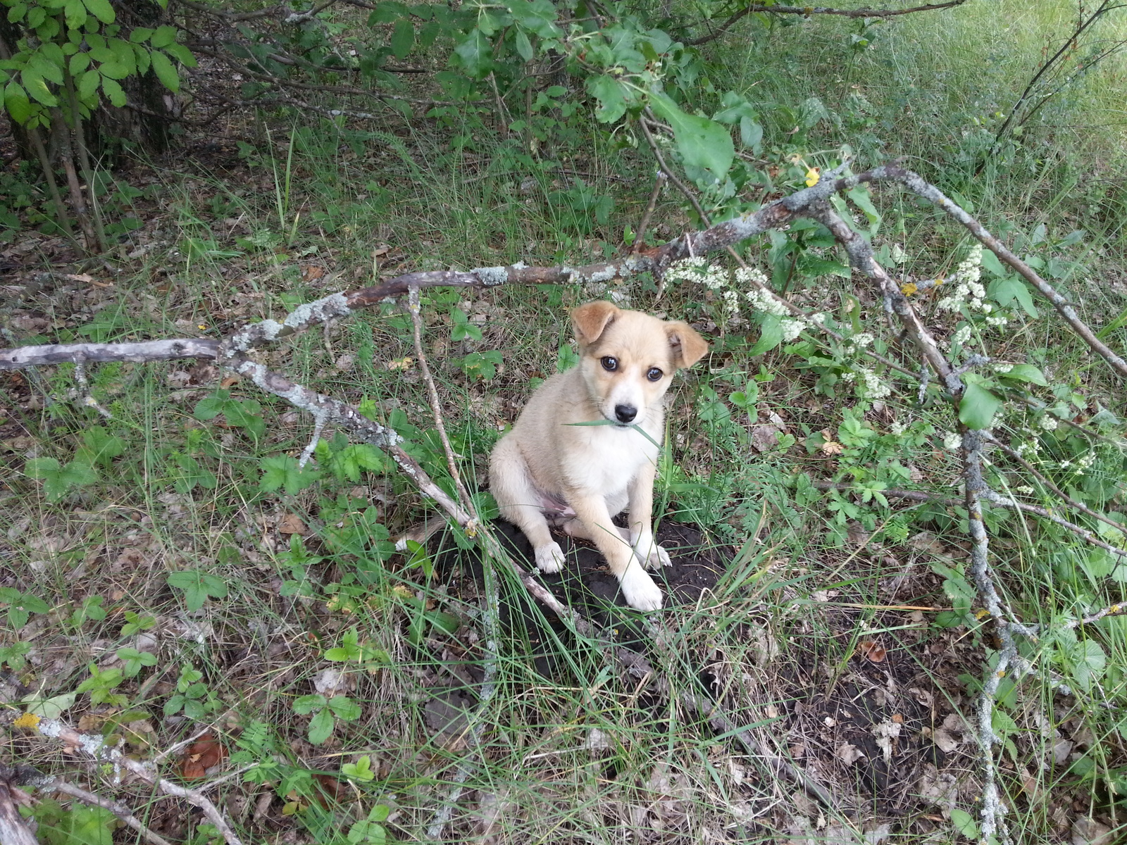 Just a puppy on a stump. - My, Puppies, Photo, Just