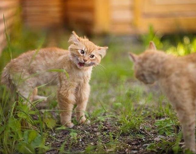 Секундочку! Посмею не согласиться с вами… мусье! - Кот, Выяснение отношений, Проблемы в отношениях