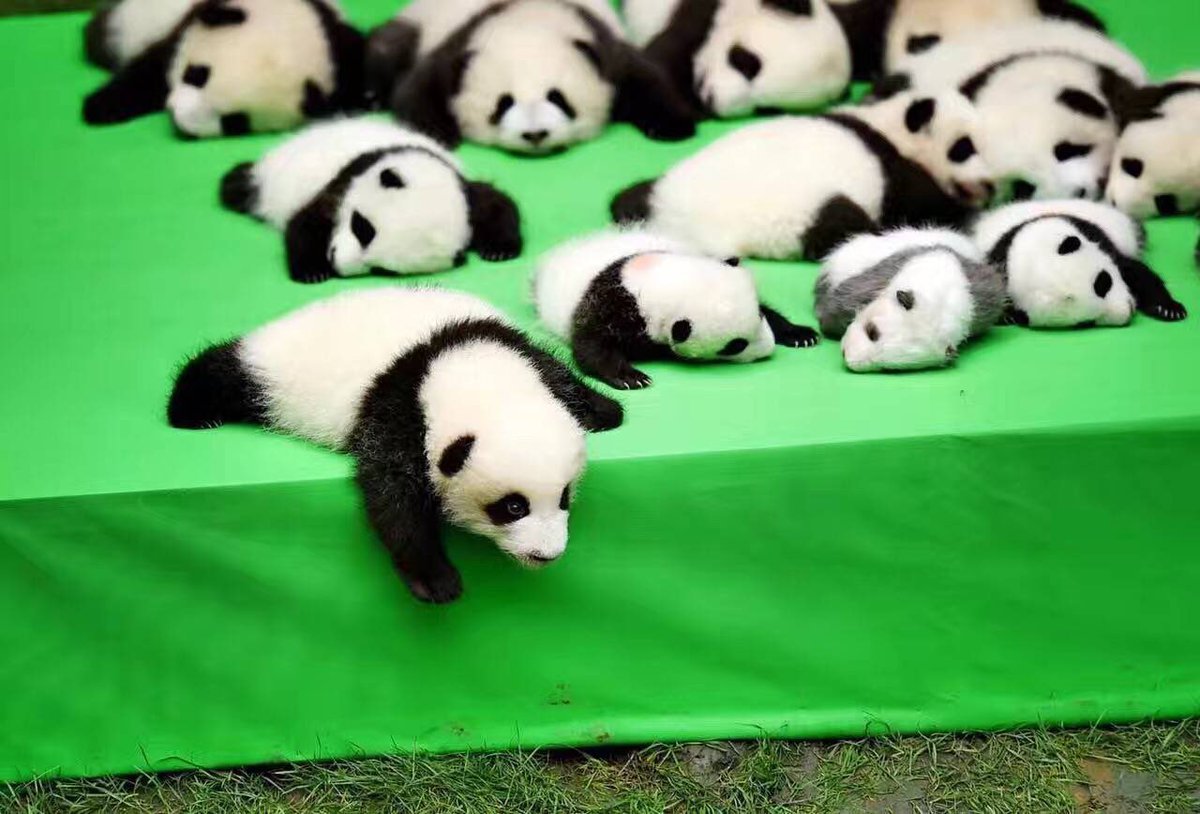 A little cute: 3 - Panda, Milota, Longpost, Animals