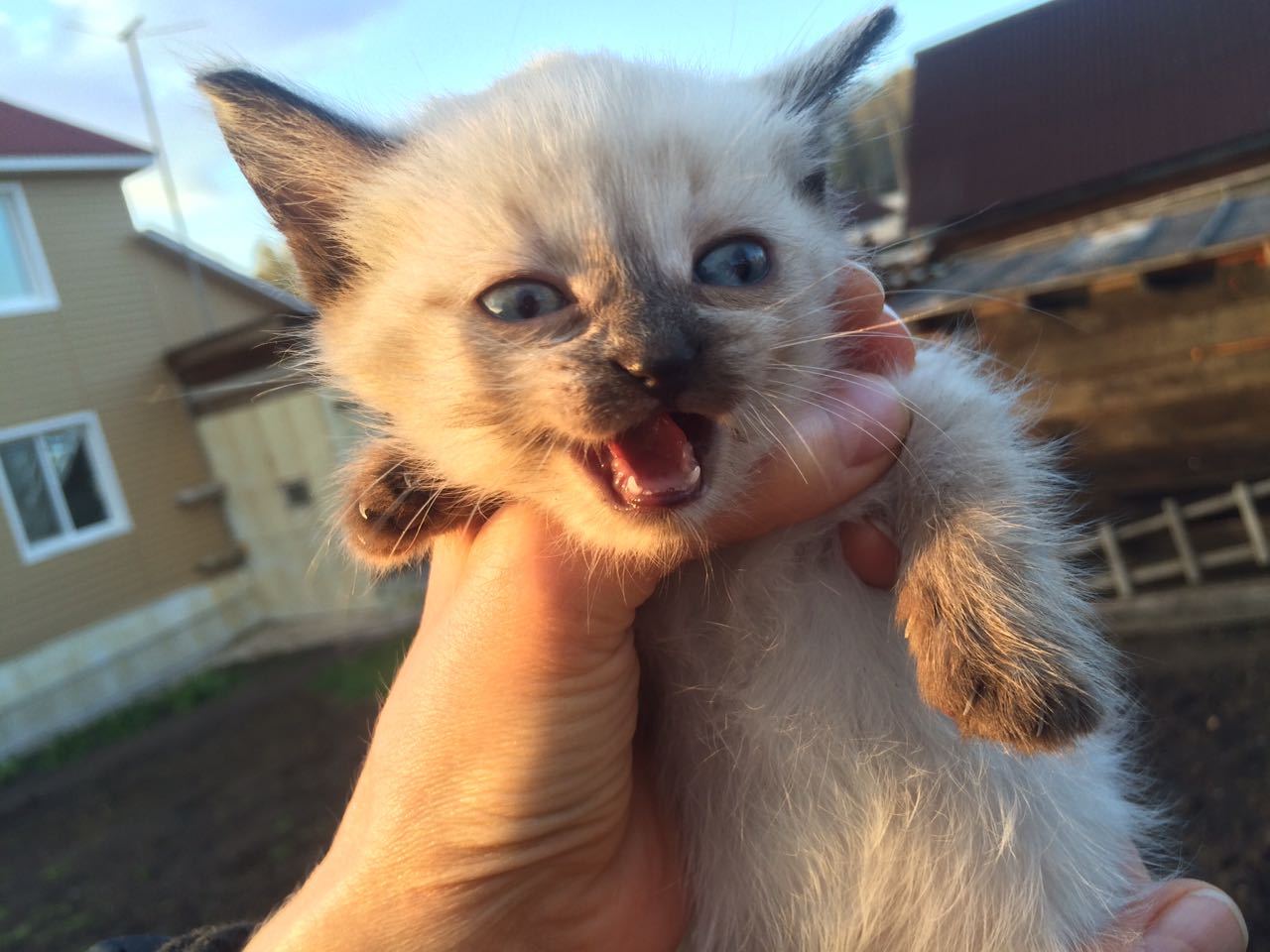 Krasnoyarsk, who wants kittens?! - My, Krasnoyarsk, cat, , I will give, Help