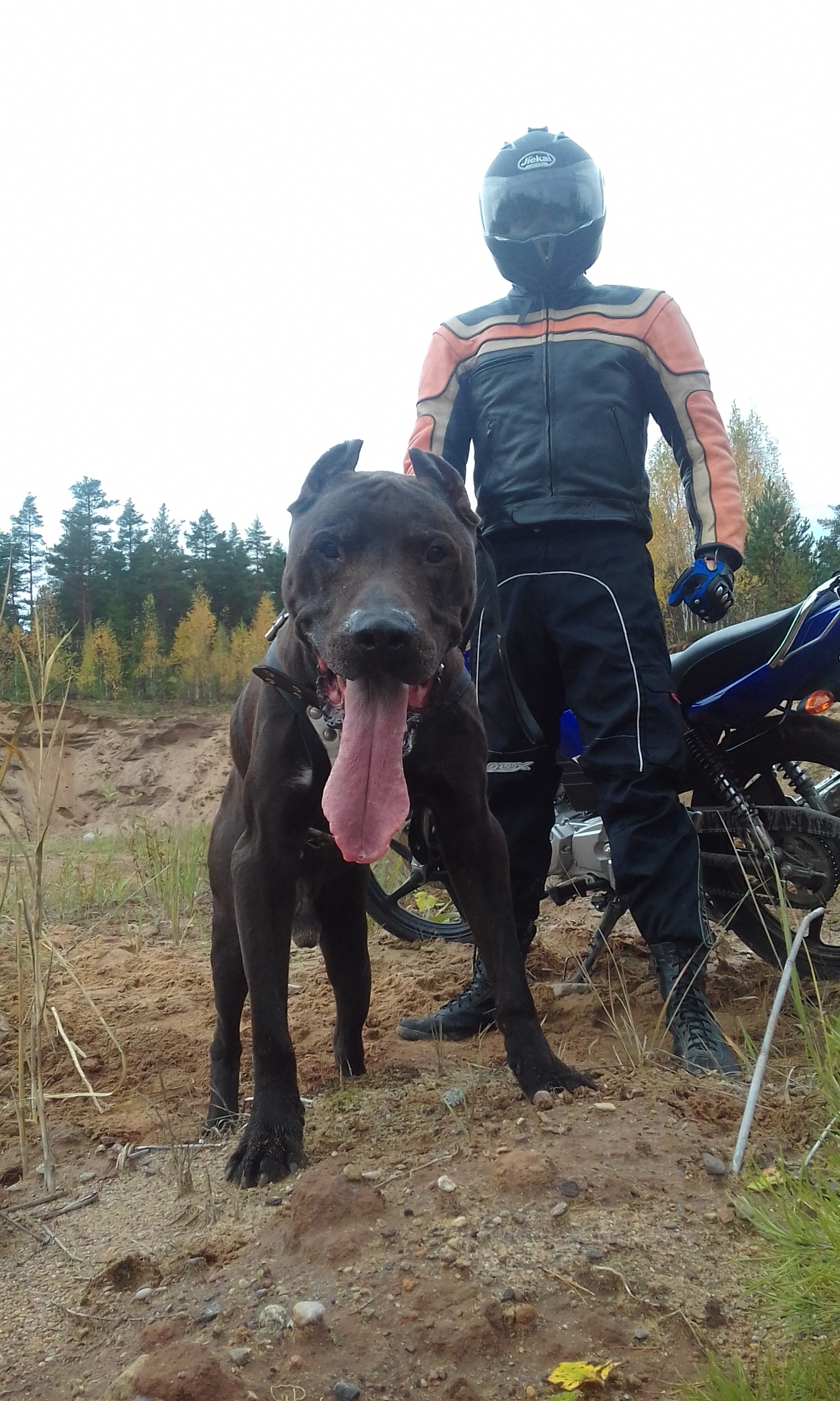 Autumn, Pitbull, Yamaha - My, Moto, Pitbull, Autumn, Photogenic, Longpost