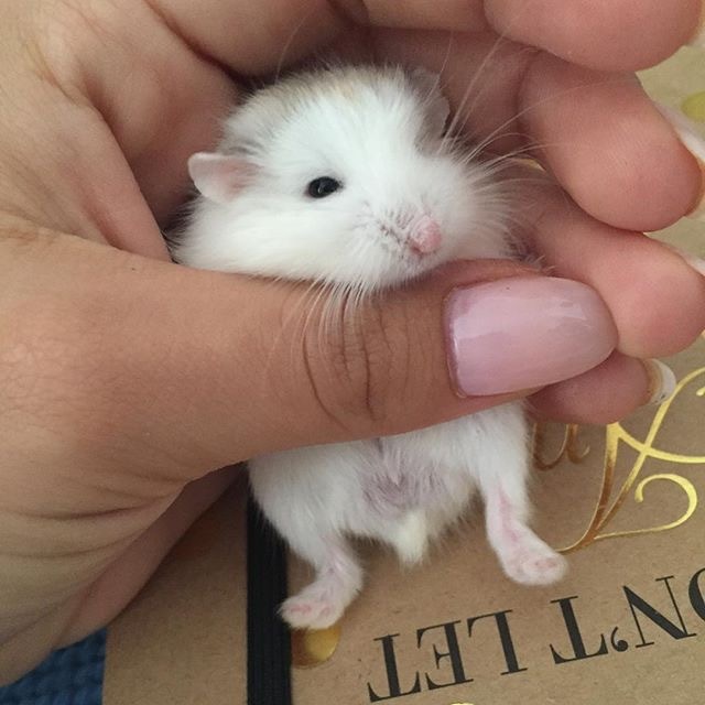 Babies - Hamster, Photo, Longpost