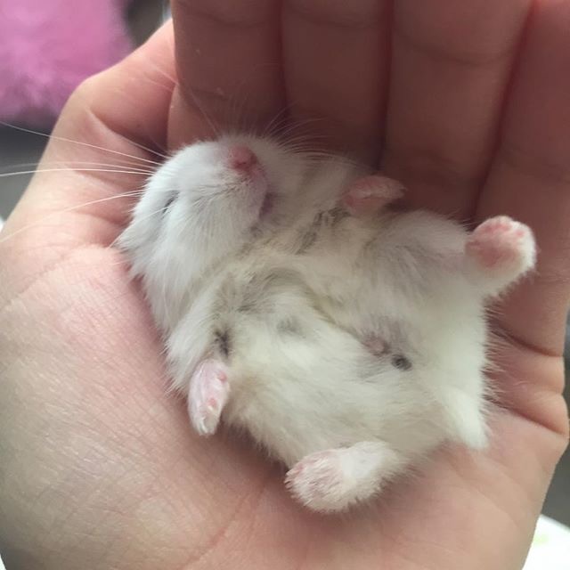 Babies - Hamster, Photo, Longpost