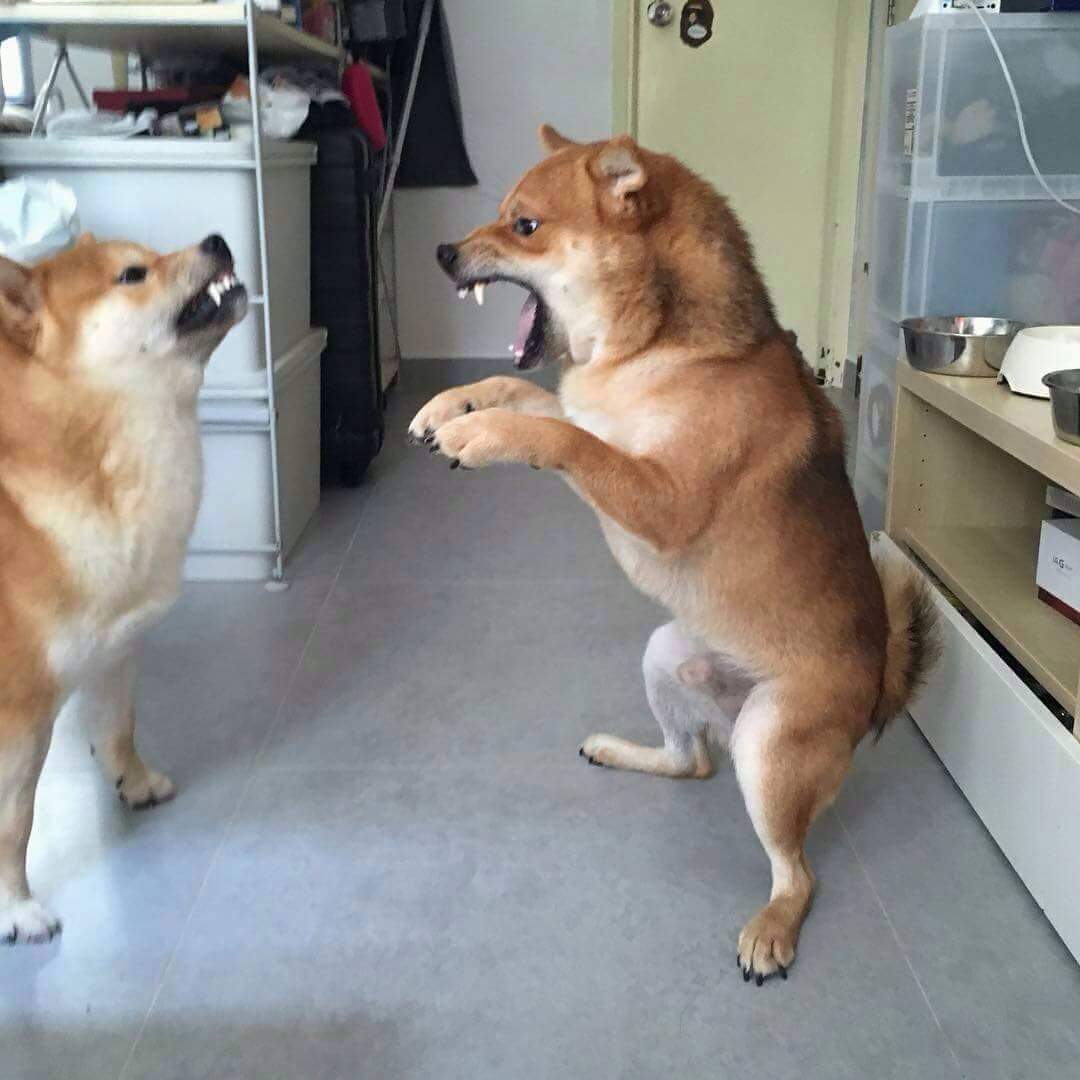 [Fotoad] Shiba inu attack pose - Psbattle, Photoshop, Fotozhaba, Dog, Shiba Inu, Longpost