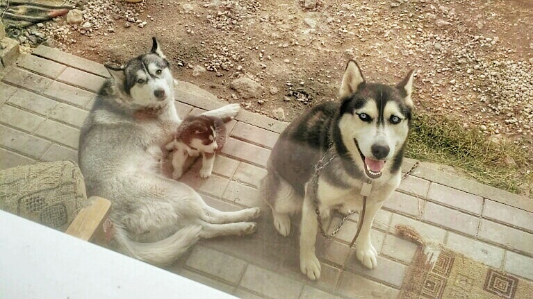 A happy family - My, Husky, Dog