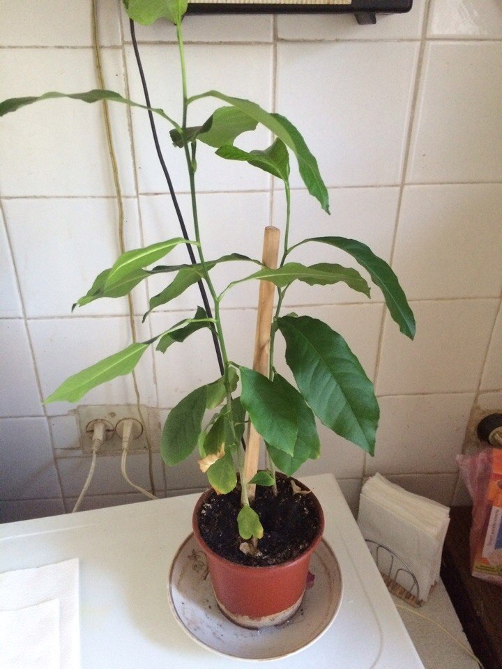 Help identifying this plant. - My, Botany, Plants, Longpost