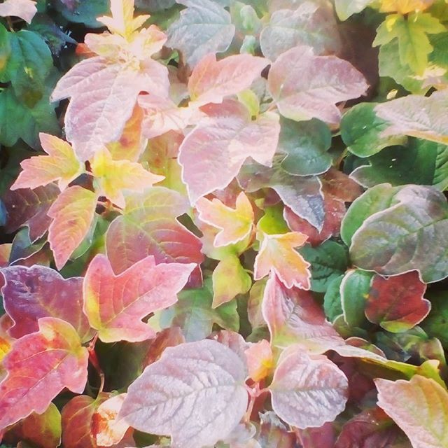 Autumn - My, Autumn, Brightness, Viburnum