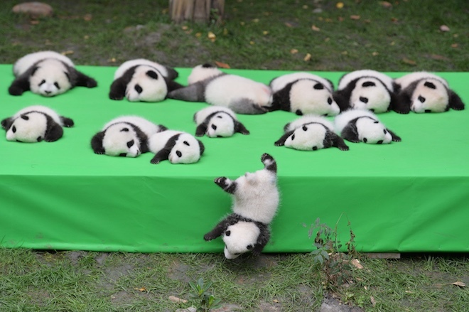 The cutest escape - Panda, The escape, Nicely, Milota, Longpost