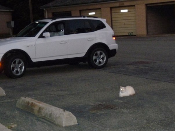 I don't care about anyone, I park where I want - cat, Parking