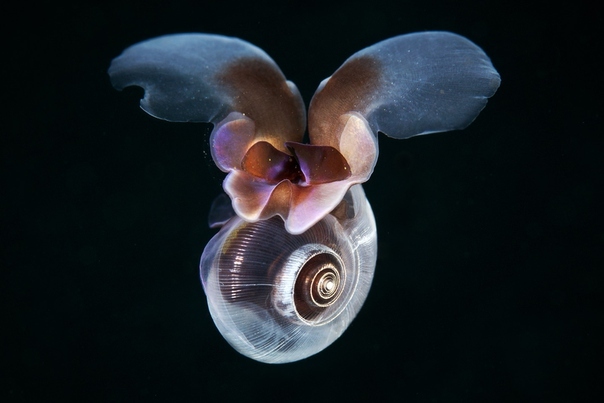 Scientists discover flying snails - Invertebrates, Snail, Sea, Wings, Video, Longpost