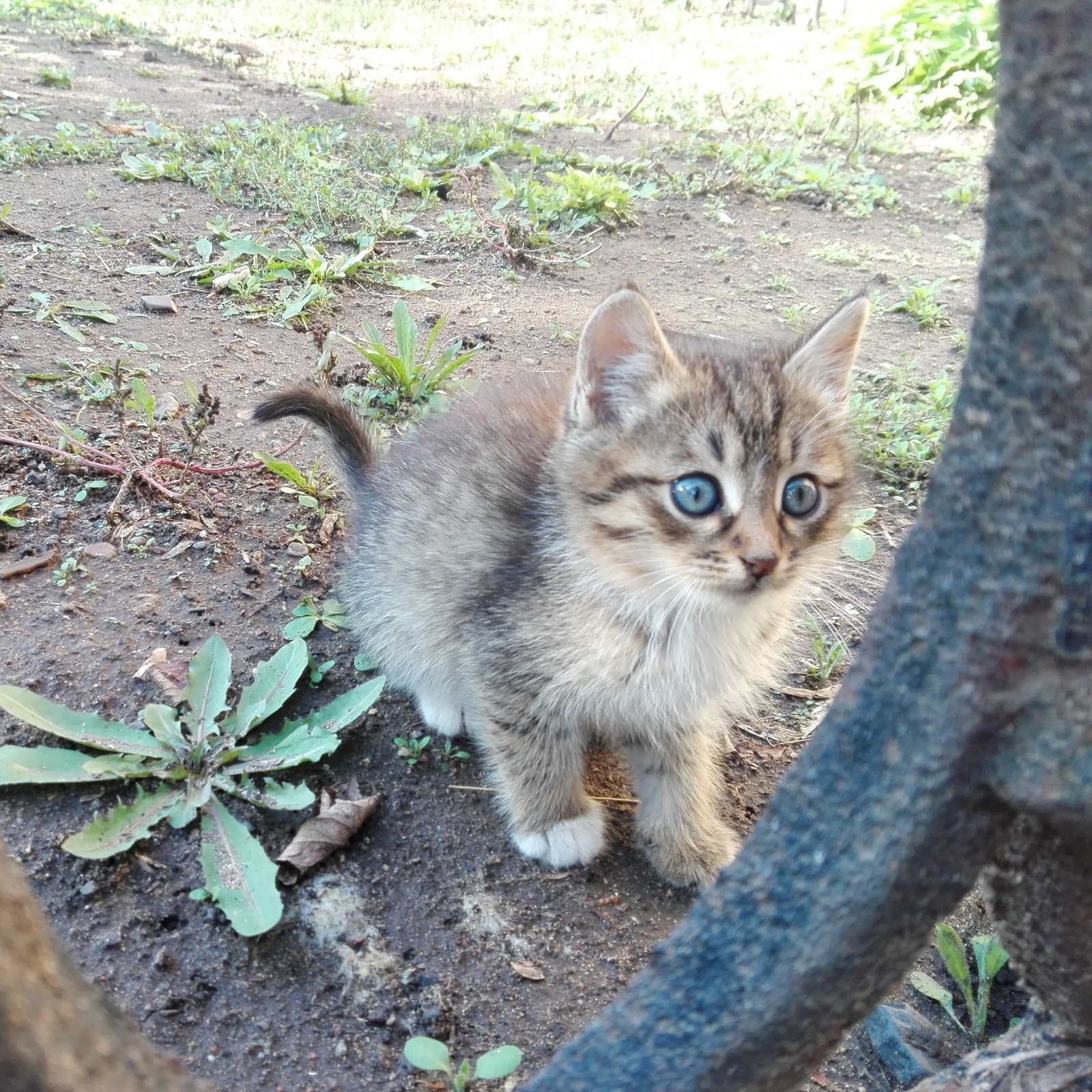 Kittens, Orenburg Clean, omnivorous, the cutest fluffies are looking for a home - cat, Orenburg, In good hands, , Looking for hosts, Catomafia