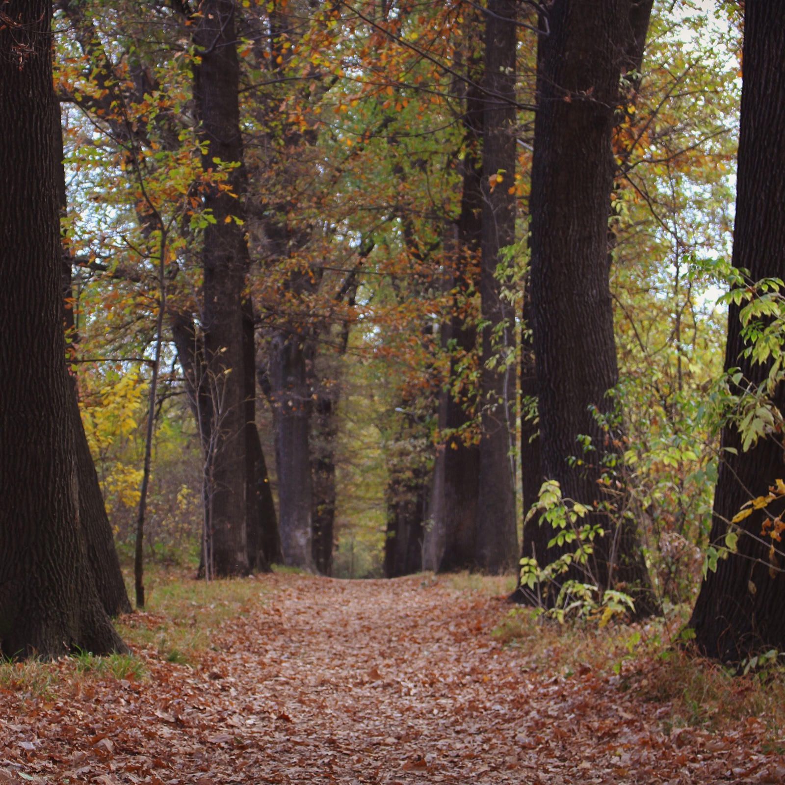 Autumn in the grove - My, Kazakhstan, Autumn, The photo, Mood, My, Nature, Longpost