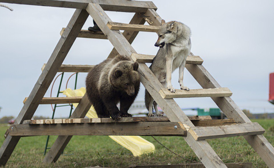 Somewhere in the Tver region... - The Bears, Not mine, Animals, Russia, Longpost, Dog