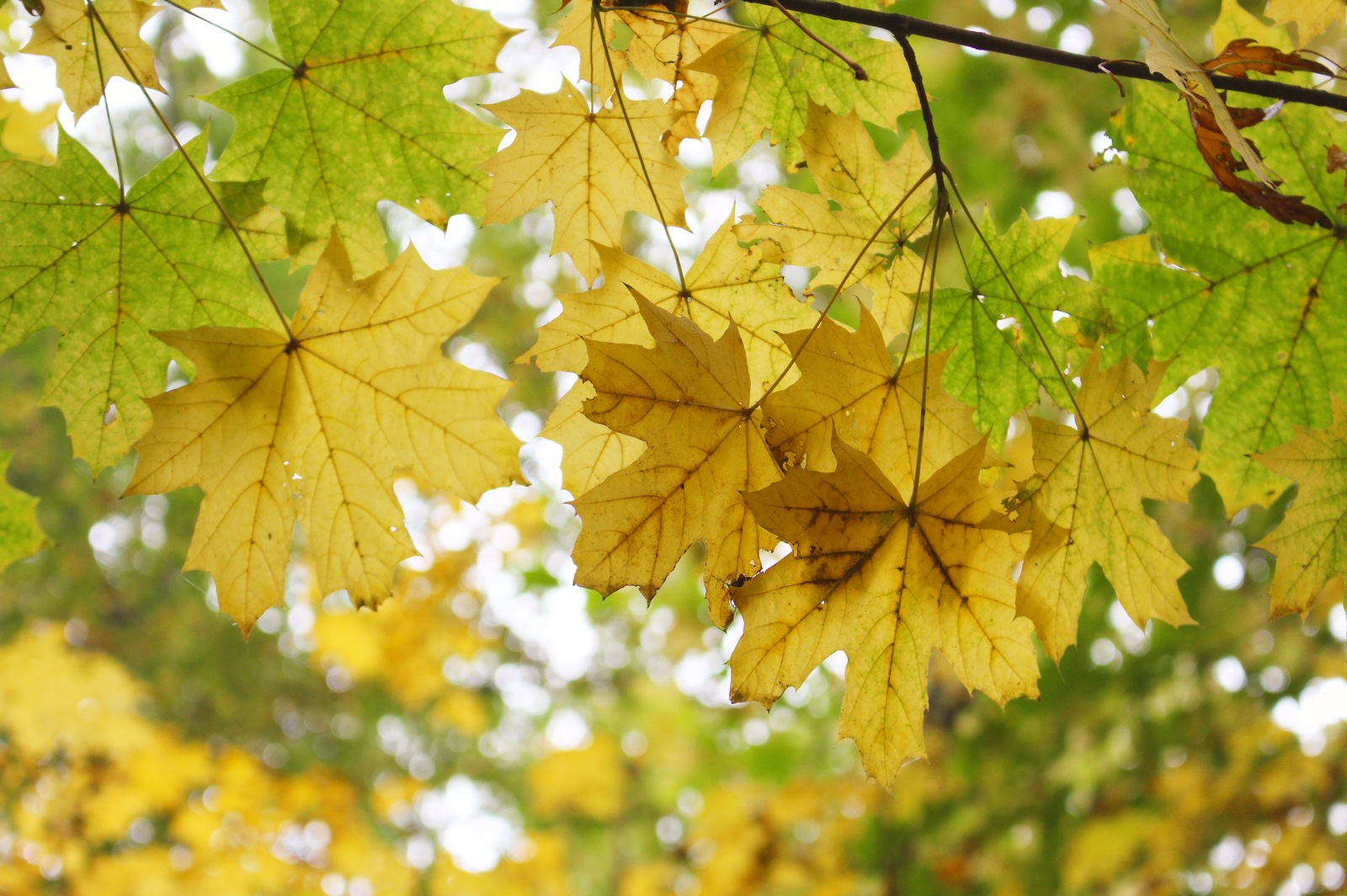 Autumn in the grove - My, Kazakhstan, Autumn, The photo, Mood, My, Nature, Longpost